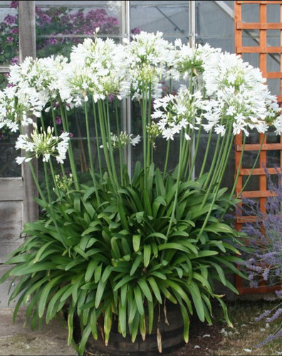 Agapanthus white africanus - 3,