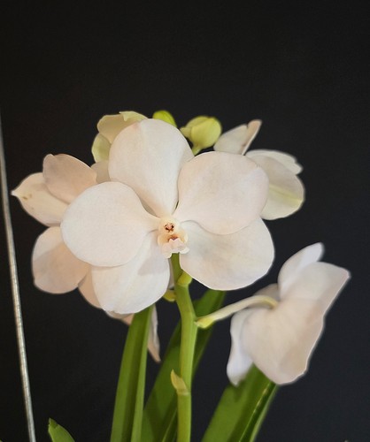 Vanda snow white compact - vanda, white.