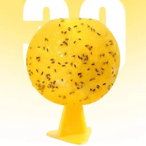 Fruit fly balls - ball, trap