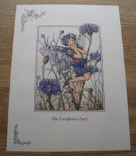 CICELY MARY BARKER - Cornflower & Narcissus fairies 11x8 inch WALL ART
