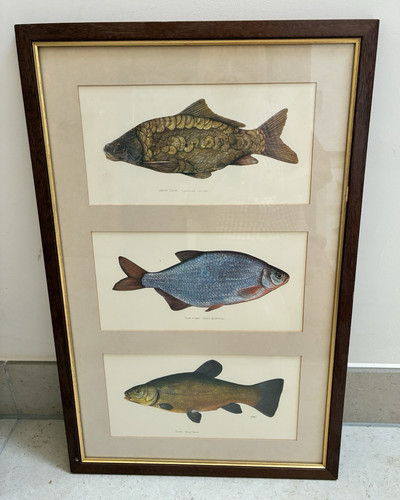 Framed mounted fish - framed,