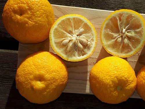 Citrus junos yuzu rare - 2x, yuzu,