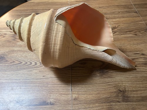 Giant syrink seashell - giant,