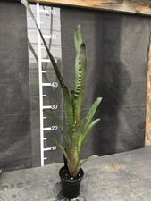 Billbergia ‘Hallelujah’