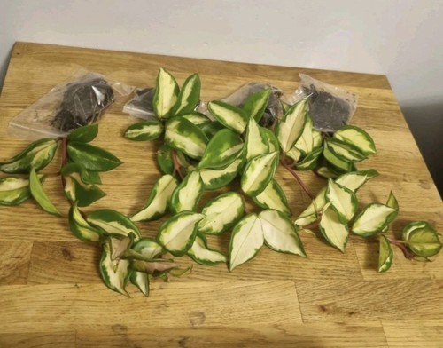 Hoya carnosa tricolor well - carnosa, |