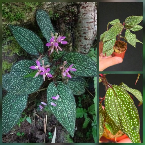 Rare sonerila maculata - rare,