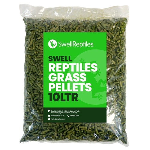 Swell reptile tortoise - reptile,