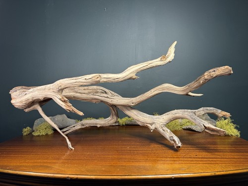 Manzanita driftwood - 25”,