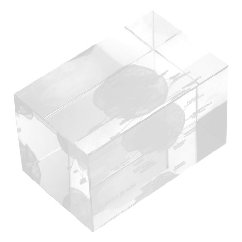 Transparent crystal brain - transparent,
