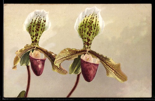 Flower cypripedium nitens - flower,,