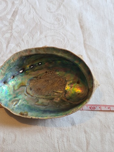 Abalone shell x8cm - shell,