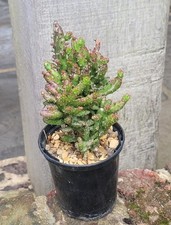 Opuntia monacantha variegata