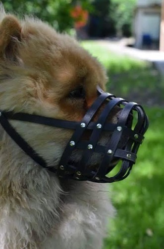 Light leather dog - light,
