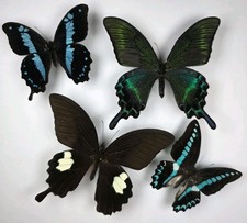 Real Butterfly Collection x 4 A-/A2 Specimens. Wings Spread. Entomology