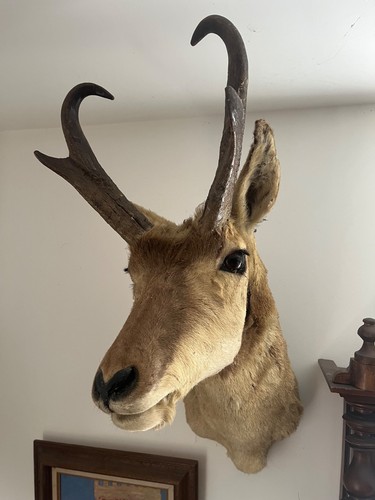 Taxidermy antelope head - taxidermy,