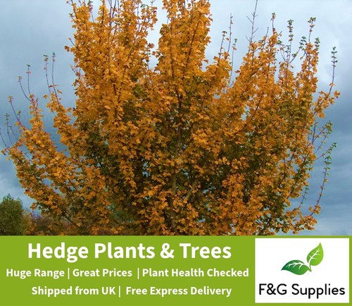 Field maple native bare - maple,