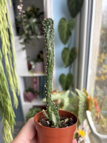 Opuntia monacantha variegata - monacantha,