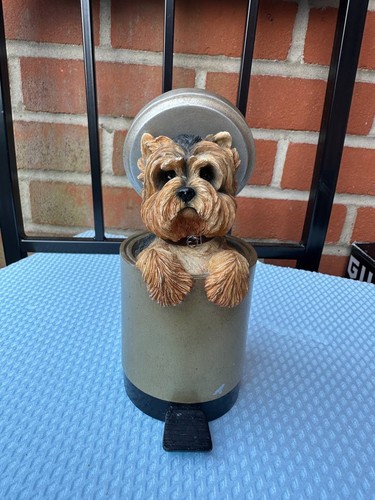 Yorkshire terrier dog leonardo - yorkshire,