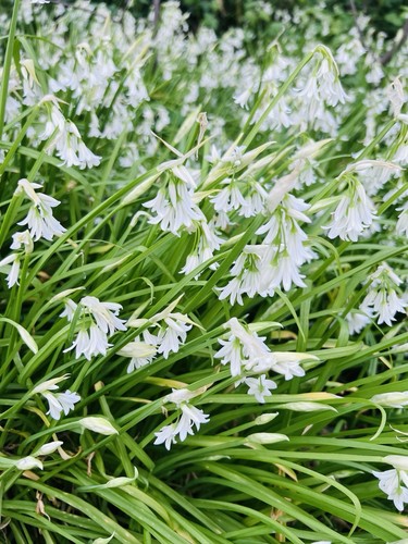 Three cornered leek bulbs - three,