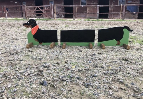 Sausage dog show jump - sausage,