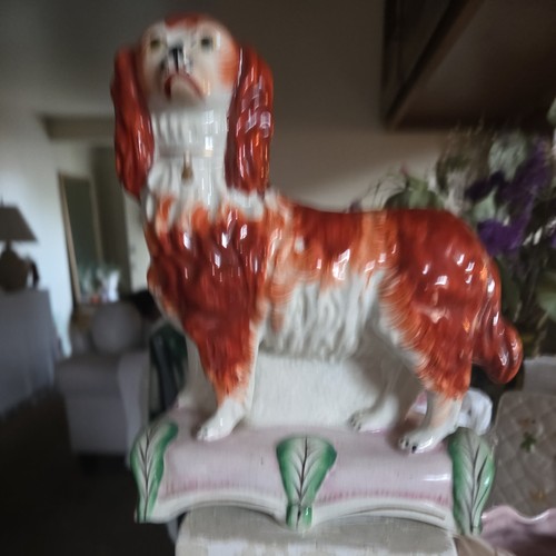 Staffordshire spaniel dog - spaniel,