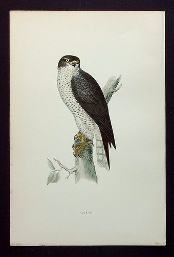 Goshawk original antique bird - antique,