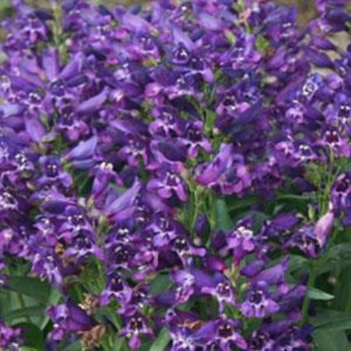 Penstemon dwarf barbartus - penstemon,