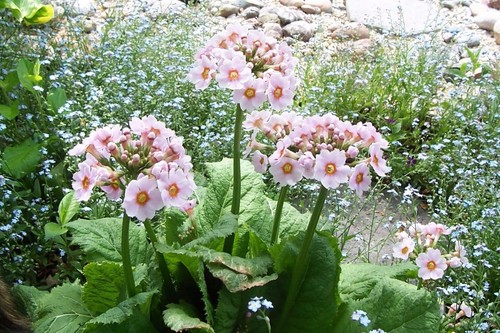 Japanese primrose seeds - japanese,