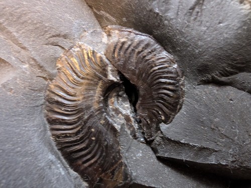 Split ammonite nodule fossil - split,
