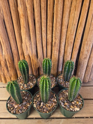 Stenocereus queretaroensis