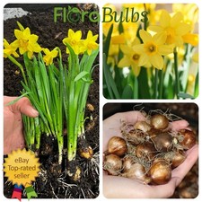Daffodil bulbs 100 Tete a Tete