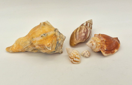 Whelk conch fairy land - whelk, conch,
