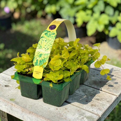 Lysimachia creeping jenny - creeping, 6