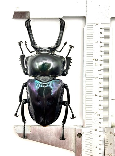 Phalacrognathus muelleri