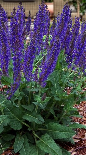 Salvia sallyrosa - salvia,