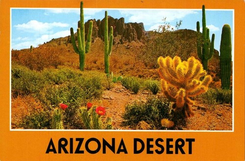 Arizona desert beaver tail - az,