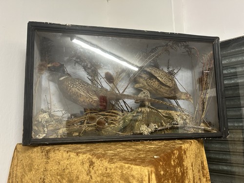 Antique taxidermy brace - antique, of