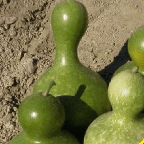 Flower gourd large bottle - large,
