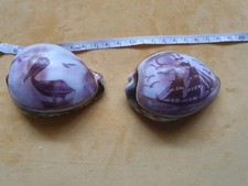 2 Vintage Cameo Tiger Cowrie