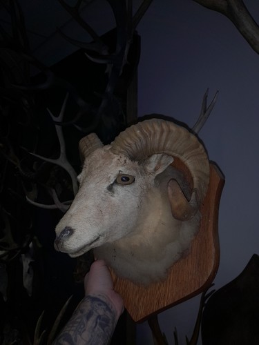 Antique taxidermy goat sheep - taxidermy,