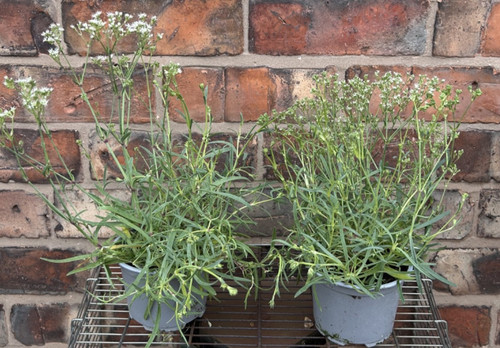 Gypsophila paniculata 1l - 2,