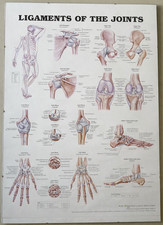 Human Joint Ligaments Anatomy