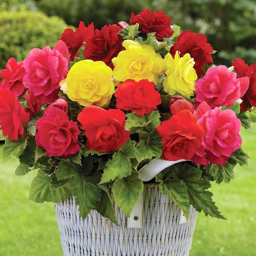Begonia nonstop bedding plants - begonia,