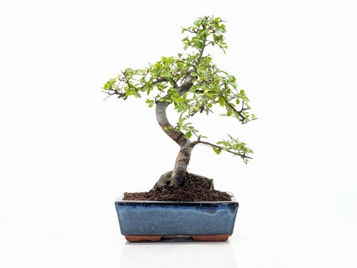Chinese elm bonsai and - elm,