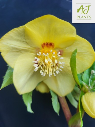 Helleborus orientalis single - helleborus,