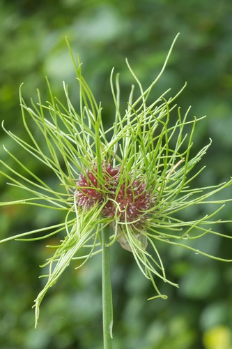 Allium hair bulbs - allium,