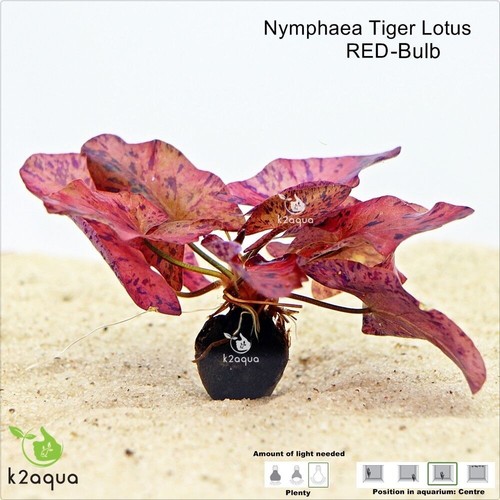 Red tiger lotus bulb nymphaea - red,