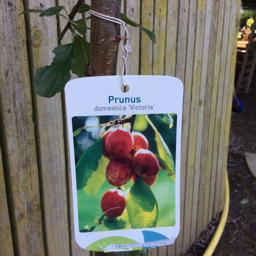 Victoria plum tree self - tree,,