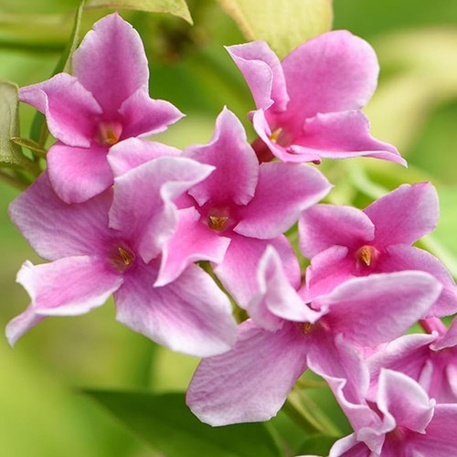 Jasminum stephanense starry - jasminum,