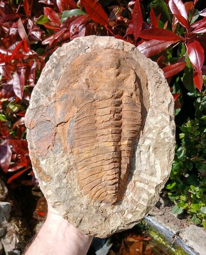 Cambropallas trilobite fossil - trilobite,